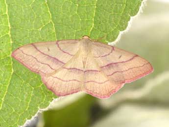 Rhodostrophia vibicaria Cl. adulte - ©Philippe Mothiron