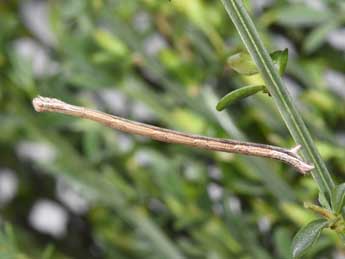  Chenille de Rhodostrophia vibicaria Cl. - Philippe Mothiron