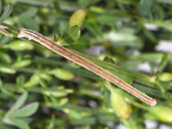  Chenille de Rhodostrophia vibicaria Cl. - ©Philippe Mothiron