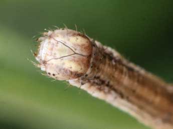  Chenille de Rhodostrophia vibicaria Cl. - ©Philippe Mothiron