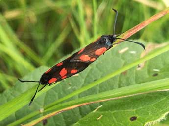 Zygaena viciae D. & S. adulte - ©Philippe Mothiron