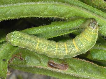  Chenille de Condica viscosa Frr - ©Wolfgang Wagner, www.pyrgus.de