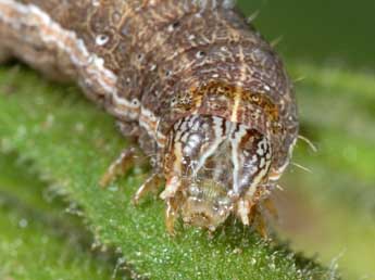  Chenille de Condica viscosa Frr - ©Wolfgang Wagner, www.pyrgus.de