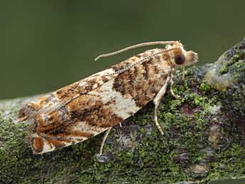 Epinotia abbreviana F. adulte - Patrick Clement