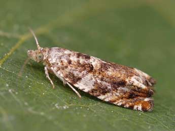 Epinotia abbreviana F. adulte - ©Lionel Taurand