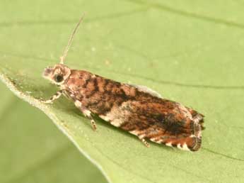 Epinotia abbreviana F. adulte - Philippe Mothiron