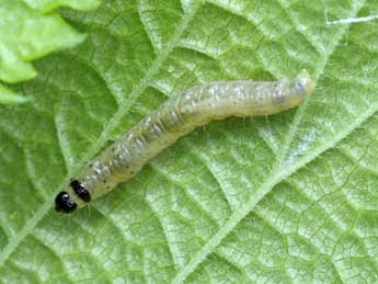  Chenille de Epinotia abbreviana F. - ©Patrick Clement