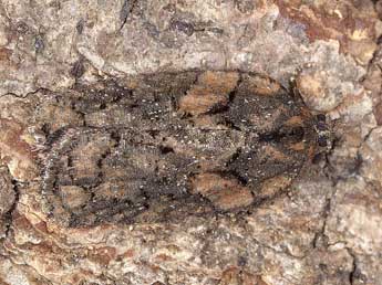 Acleris abietana Hb. adulte - ©Horst Pichler