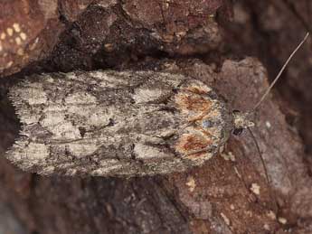 Acleris abietana Hb. adulte - ©Horst Pichler