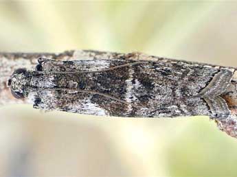 Phycita acericola Kuznetzov adulte - Friedmar Graf