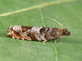 Ancylis achatana D. & S. adulte - Philippe Mothiron