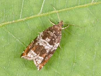 Ancylis achatana D. & S. adulte - Philippe Mothiron