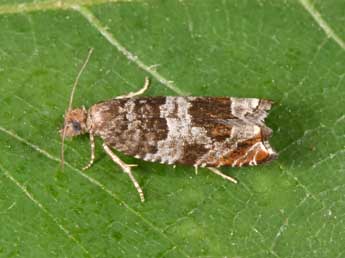 Ancylis achatana D. & S. adulte - Philippe Mothiron