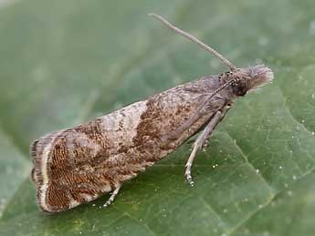 Dichrorampha acuminatana Z. adulte - ©Lionel Taurand