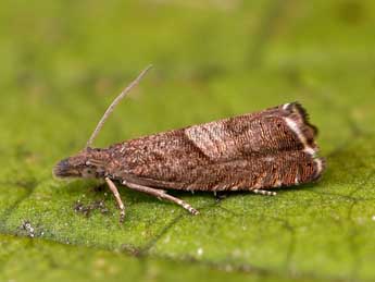 Dichrorampha acuminatana Z. adulte - ©Lionel Taurand