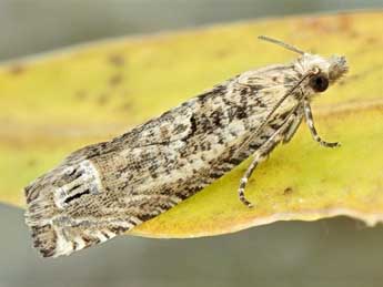 Eucosma aemulana Schlger adulte - ©Friedmar Graf