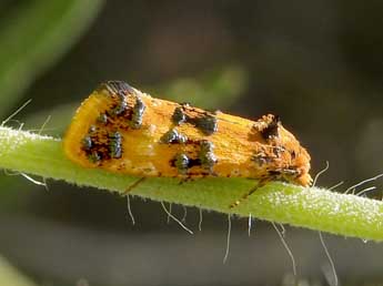 Commophila aeneana Hb. adulte - ©Jean-Pierre Lamoline