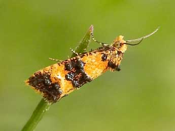 Commophila aeneana Hb. adulte - ©Jean-Pierre Lamoline