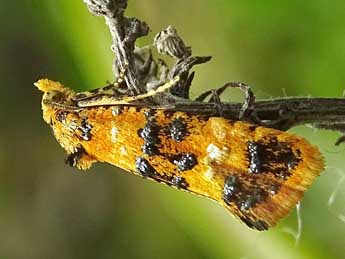 Commophila aeneana Hb. adulte - ©Philippe Mottet