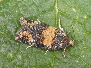 Ptycholomoides aeriferanus H.-S. adulte - Philippe Mothiron