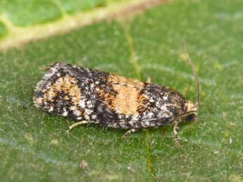 Ptycholomoides aeriferanus H.-S. adulte - Philippe Mothiron