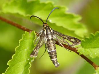 Chamaesphecia aerifrons Z. adulte - ©Simon Barbier