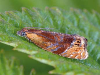 Eucosmomorpha albersana Hb. adulte - Patrick Clement