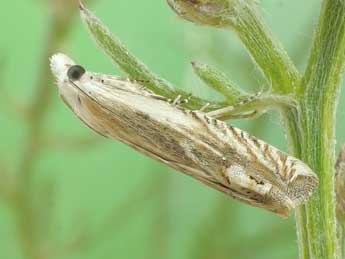 Eucosma albidulana H.-S. adulte - ©Friedmar Graf