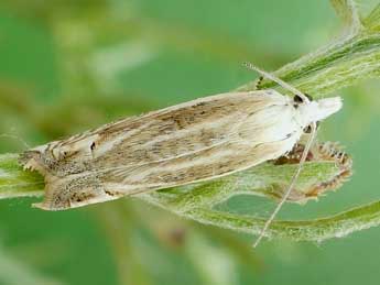 Eucosma albidulana H.-S. adulte - ©Friedmar Graf