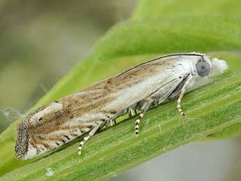 Eucosma albidulana H.-S. adulte - Friedmar Graf