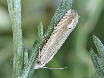 Eucosma albidulana H.-S. adulte - Friedmar Graf