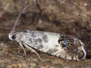 Cydia albipicta Sauter adulte - ©Horst Pichler