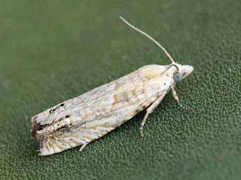 Eucosma albuneana Z. adulte - ©Daniel Morel