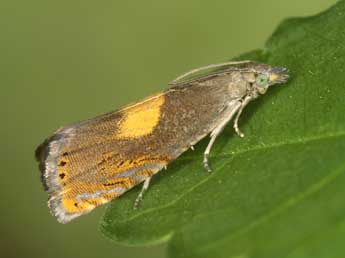 Dichrorampha alpinana Tr. adulte - Jrg Schmid