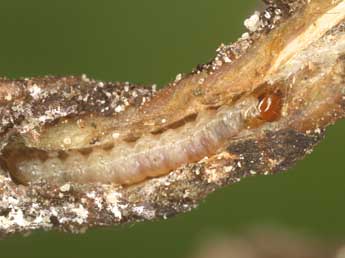  Chenille de Dichrorampha alpinana Tr. - Jrg Schmid