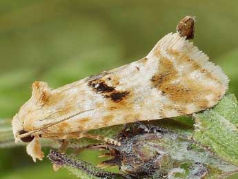 Cochylimorpha alternana Stph. adulte - Friedmar Graf