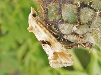 Cochylimorpha alternana Stph. adulte - Friedmar Graf