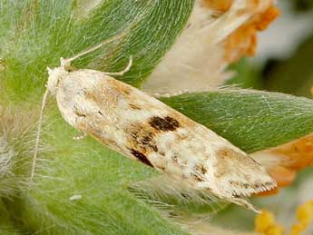 Cochylimorpha alternana Stph. adulte - Friedmar Graf