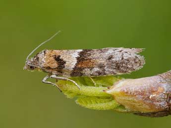 Tortricodes alternella D. & S. adulte - Lionel Taurand