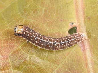  Chenille de Tortricodes alternella D. & S. - ©Philippe Mothiron