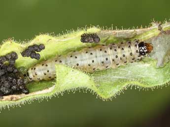  Chenille de Cnephasia alticolana H.-S. - ©Jrg Schmid