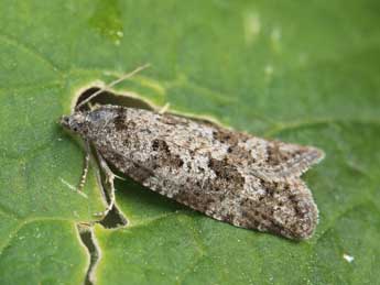 Cnephasia alticolana H.-S. adulte - ©Lionel Taurand