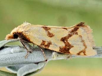 Agapeta angelana Kennel adulte - ©Friedmar Graf