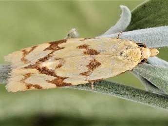 Agapeta angelana Kennel adulte - ©Friedmar Graf