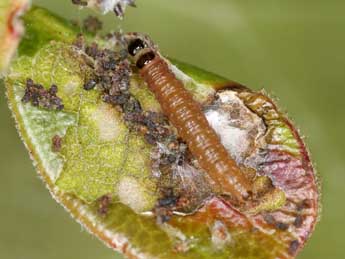  Chenille de Argyroploce arbutella L. - ©Jrg Schmid