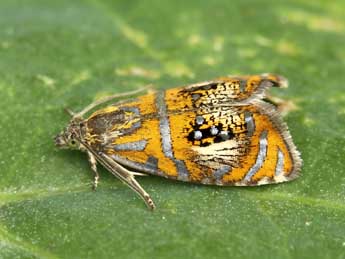 Olethreutes arcuella Cl. adulte - ©Lionel Taurand