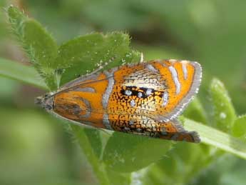 Olethreutes arcuella Cl. adulte - ©Jean-Pierre Lamoline