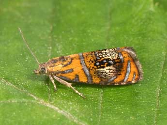 Olethreutes arcuella Cl. adulte - Philippe Mothiron