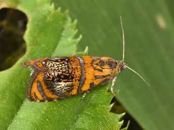 Olethreutes arcuella Cl. adulte - Philippe Mothiron