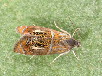 Olethreutes arcuella Cl. adulte - Philippe Mothiron